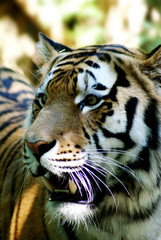 Tiger in all seiner Schönheit