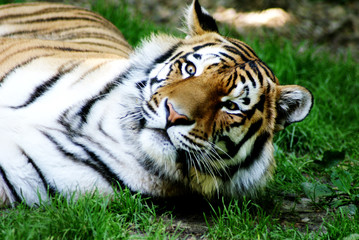 Tiger in all seiner Schönheit 1