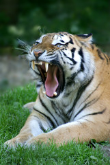 Fototapeta premium Tiger brüllt