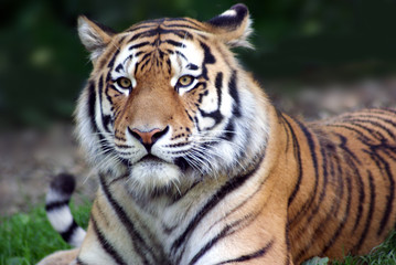 Fototapeta na wymiar Tiger in all seiner Schönheit 3