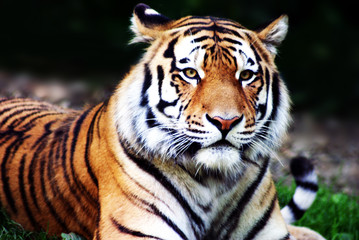 Obraz premium dzikie zwierzę (tygrys)