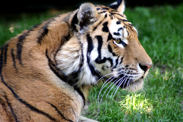 Fototapeta na wymiar Tiger im Tierpark