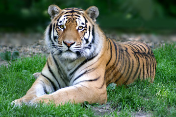Fototapeta na wymiar Tiger na wolności