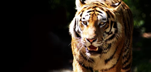 Papier Peint photo Lavable Tigre Tigre sauvage