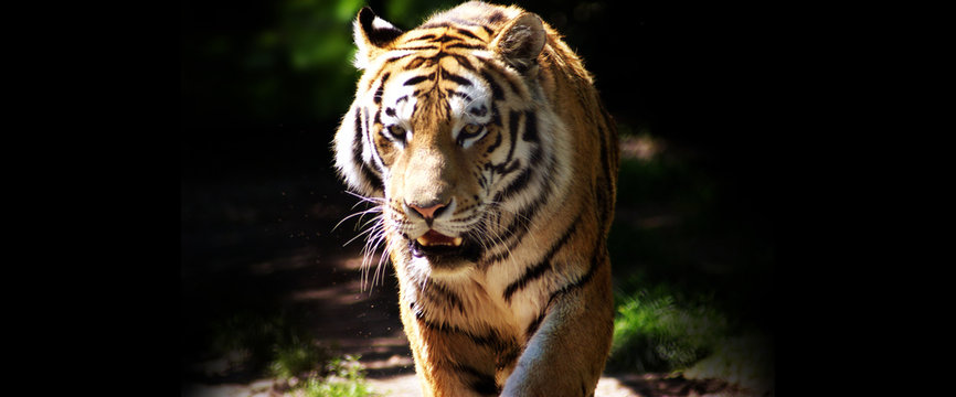 Tiger In der Natur