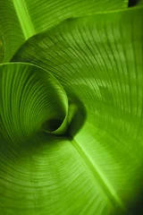 Keuken spatwand met foto Banana Leaf Curl © peapop