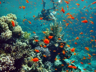 Récif de corail mer rouge