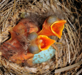 Naklejka premium Baby Birds with Open Beaks