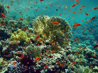 Papier Peint photo Lavable Plonger récif de corail