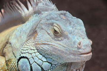 Leguan
