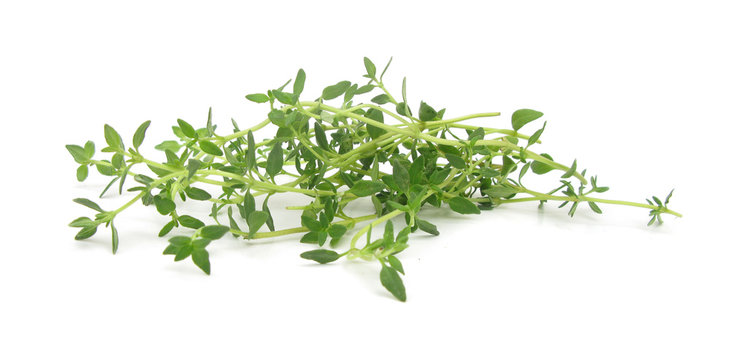 Thyme common fresh leaves