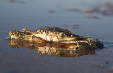 Sea inhabitant