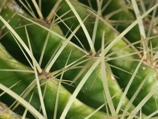 épines de cactus