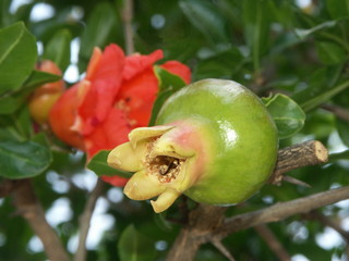 grenade sur un grenadier
