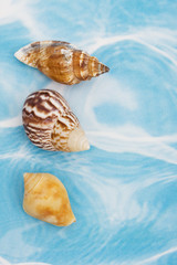 Obraz na płótnie Canvas Seashells
