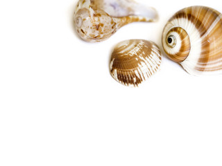 Seashell on white with a lot of copy space