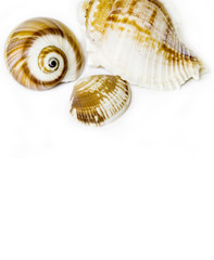 Seashell on white with a lot of copy space