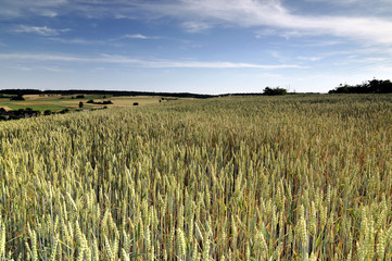 Cornfield