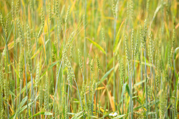 wheat field background