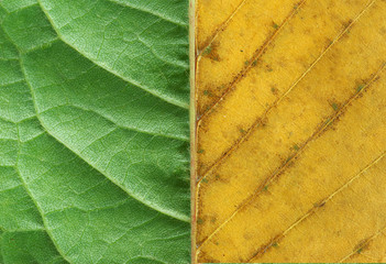  leaf  background