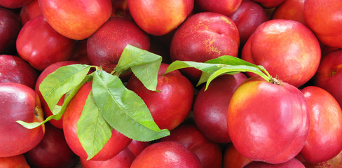 Nectarines fresh peaches with leaves