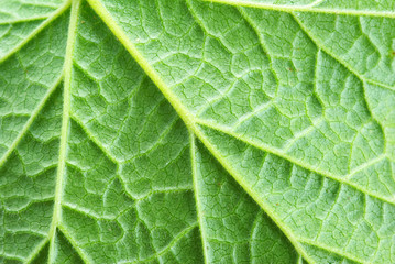  leaf background