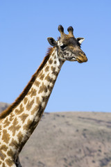 head and neck of masai giraffe in tanzania, africa