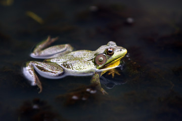 Frog In A Pond