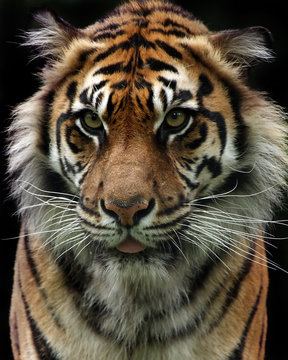 Closeup Of A Sumatran Tiger