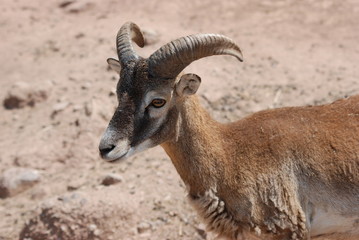 mouflon