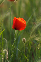 Coquelicot solitaire