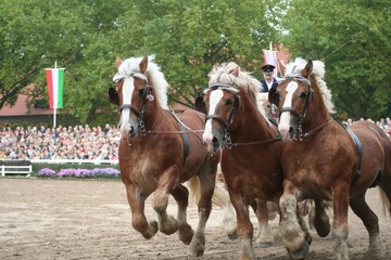 Hengstparade