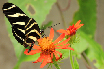 Schmetterling