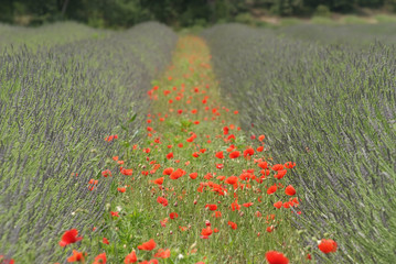 coquelicots dans la lavande