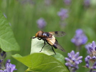 Mouche jaune et noire.