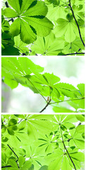 Leaves of a chestnut tree