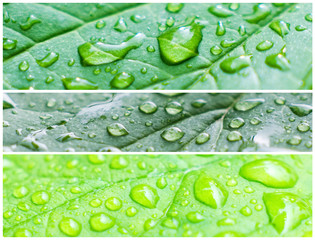 A macro shot of wet leaves