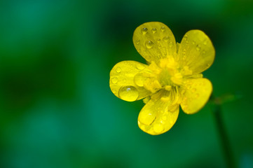 A macro shot of beautiful yellow buttercup