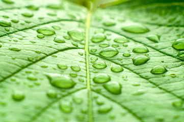 A macro shot of wet leaf