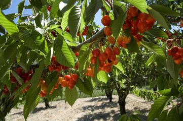 cerises sur l'arbre