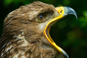 steppe eagle