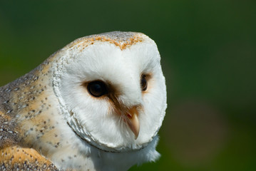 barn owl