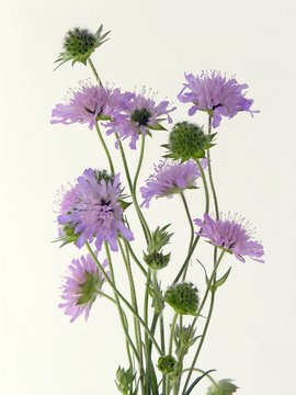 scabious lila flowers posy