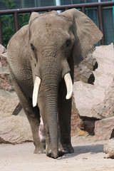 Fototapeta premium Bull african elephant