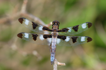 Male Twelve-spot Skimmer Dragonfly