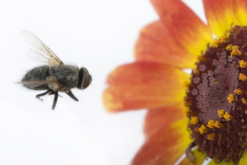 fly and flower