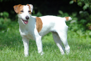 Parson Jack Russell Terrier © Malc