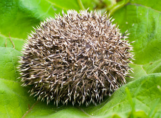 Hedgehog curtailed a ball © AndCh