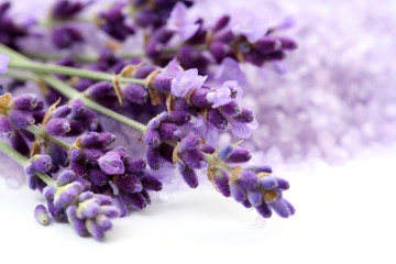 lavender © matka_Wariatka