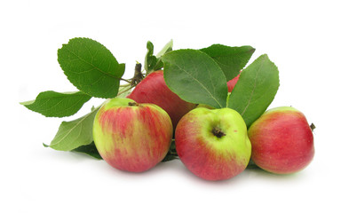 Apples wild with leaves 